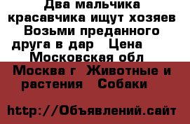 Два мальчика-красавчика ищут хозяев Возьми преданного друга в дар › Цена ­ 1 - Московская обл., Москва г. Животные и растения » Собаки   